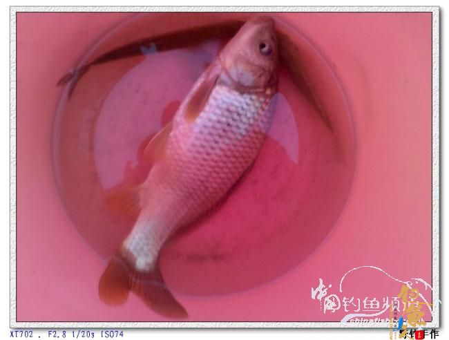 初四野钓水库 图 by 野钓手