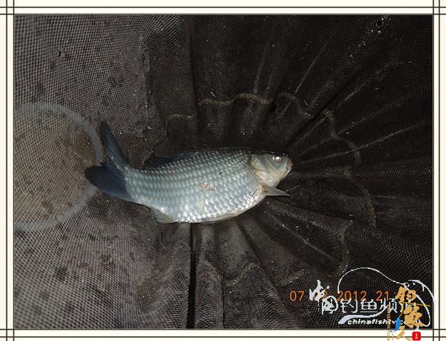 大鲫小草，昨晚变天翻风好钓鱼哦 作者：罗非鱼260 