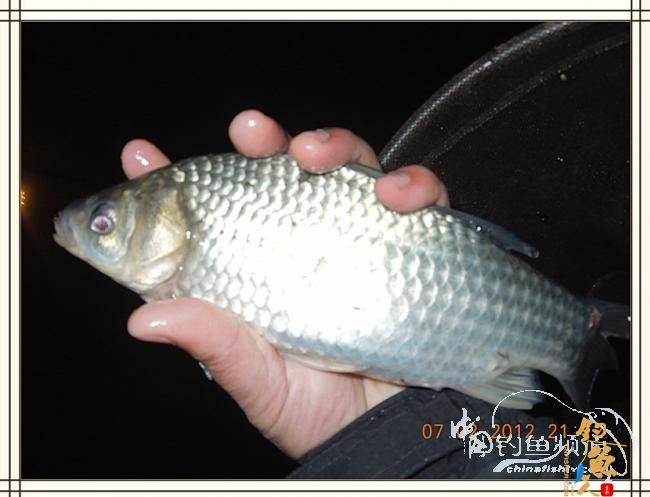 大鲫小草，昨晚变天翻风好钓鱼哦 作者：罗非鱼260 