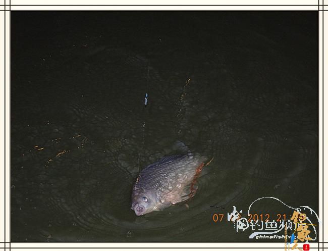 大鲫小草,昨晚变天翻风好钓鱼哦 作者:罗非鱼260