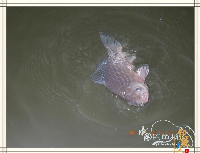 大鲫小草,昨晚变天翻风好钓鱼哦 作者:罗非鱼260