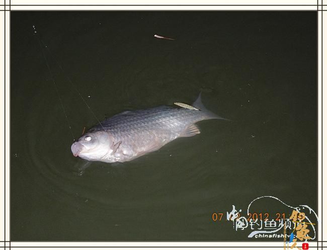 大鲫小草，昨晚变天翻风好钓鱼哦 作者：罗非鱼260 