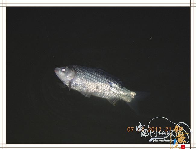 大鲫小草，昨晚变天翻风好钓鱼哦 作者：罗非鱼260 