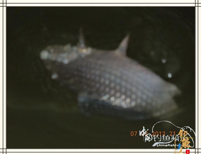 大鲫小草，昨晚变天翻风好钓鱼哦 作者：罗非鱼260 