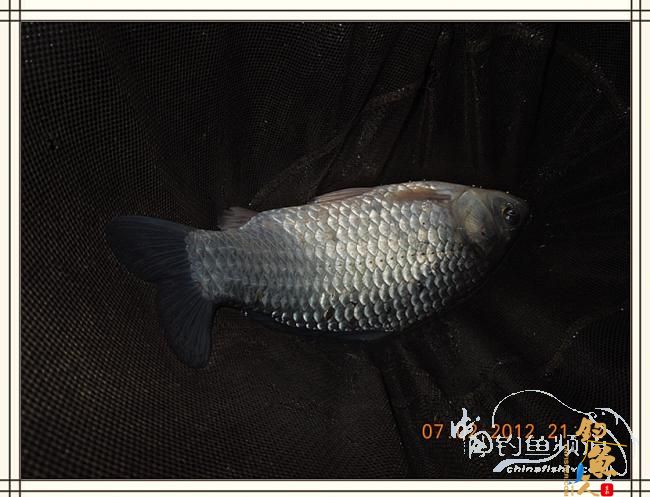 大鲫小草，昨晚变天翻风好钓鱼哦 作者：罗非鱼260 