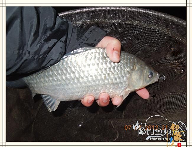 大鲫小草，昨晚变天翻风好钓鱼哦 作者：罗非鱼260 