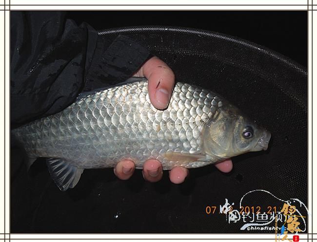 大鲫小草，昨晚变天翻风好钓鱼哦 作者：罗非鱼260 