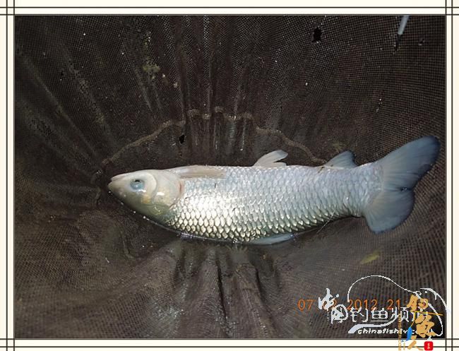 大鲫小草，昨晚变天翻风好钓鱼哦 作者：罗非鱼260 