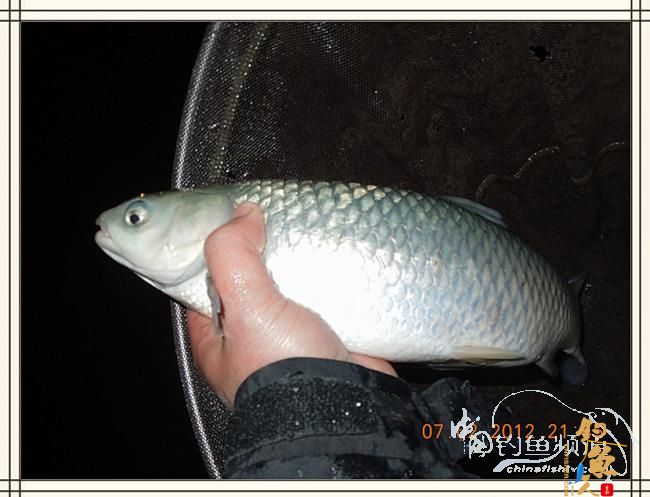 大鲫小草，昨晚变天翻风好钓鱼哦 作者：罗非鱼260 