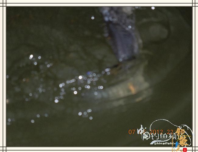 大鲫小草，昨晚变天翻风好钓鱼哦 作者：罗非鱼260 