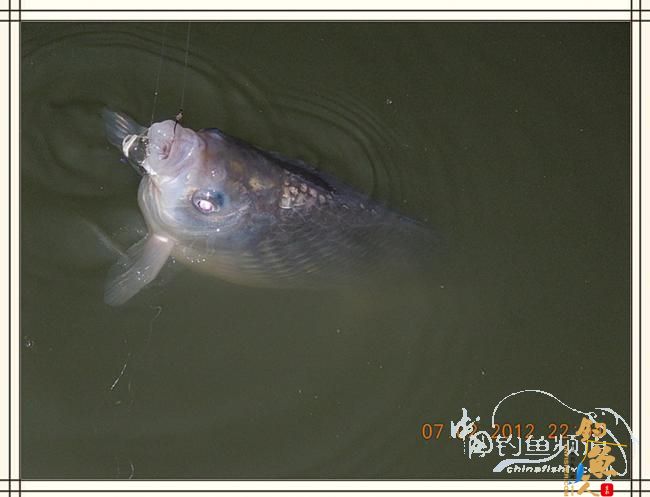 大鲫小草，昨晚变天翻风好钓鱼哦 作者：罗非鱼260 