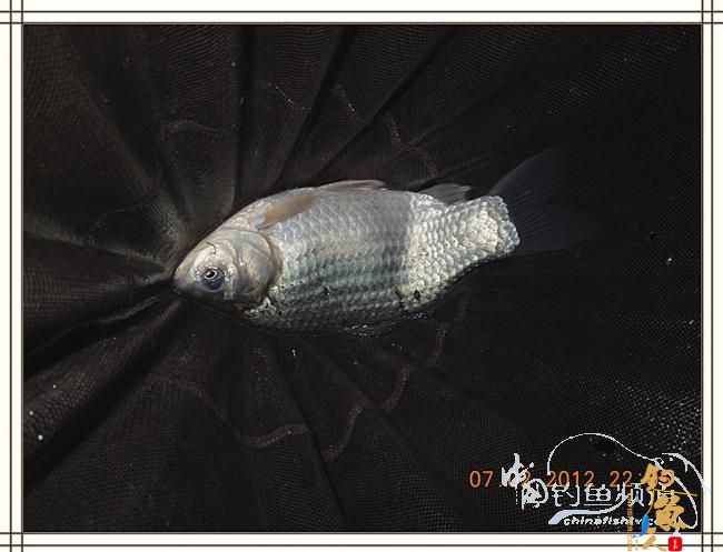 大鲫小草，昨晚变天翻风好钓鱼哦 作者：罗非鱼260 