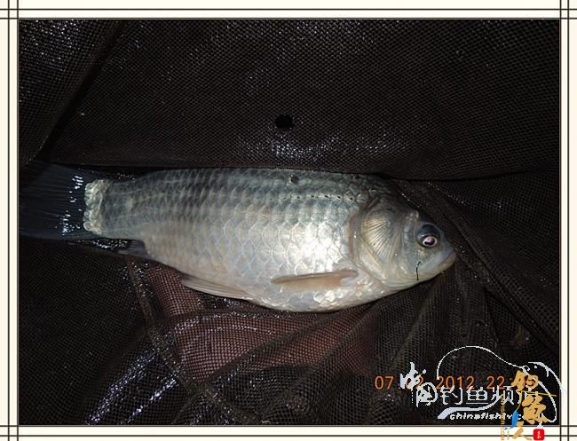 大鲫小草，昨晚变天翻风好钓鱼哦 作者：罗非鱼260 