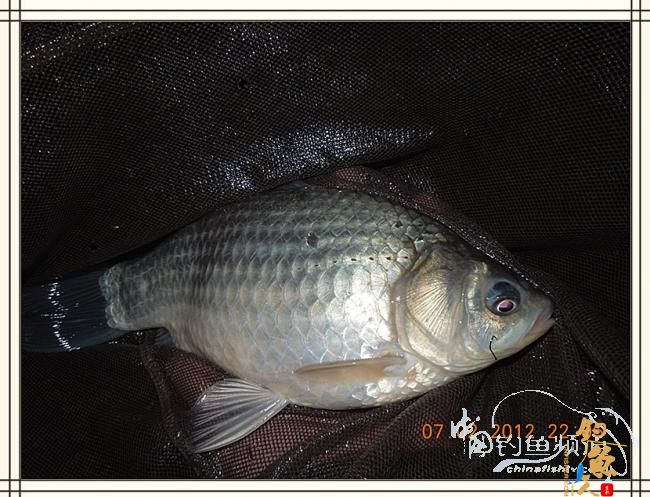 大鲫小草，昨晚变天翻风好钓鱼哦 作者：罗非鱼260 