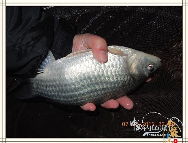 大鲫小草，昨晚变天翻风好钓鱼哦 作者：罗非鱼260 