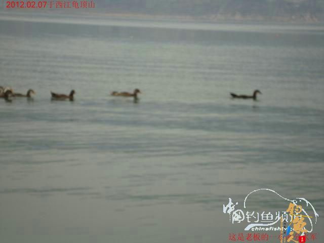 终于收获一尾大板鲫，还算不虚此行了 图