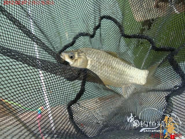 终于收获一尾大板鲫，还算不虚此行了 图