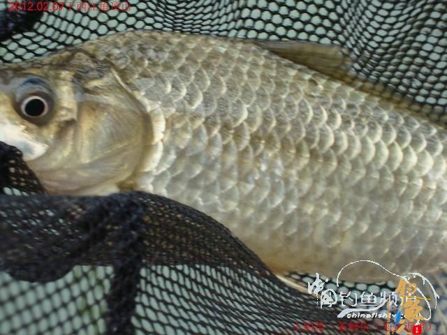 终于收获一尾大板鲫，还算不虚此行了 图