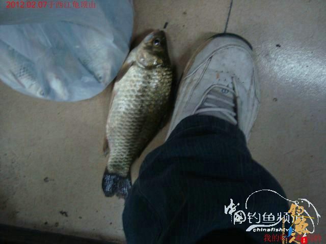 终于收获一尾大板鲫，还算不虚此行了 图