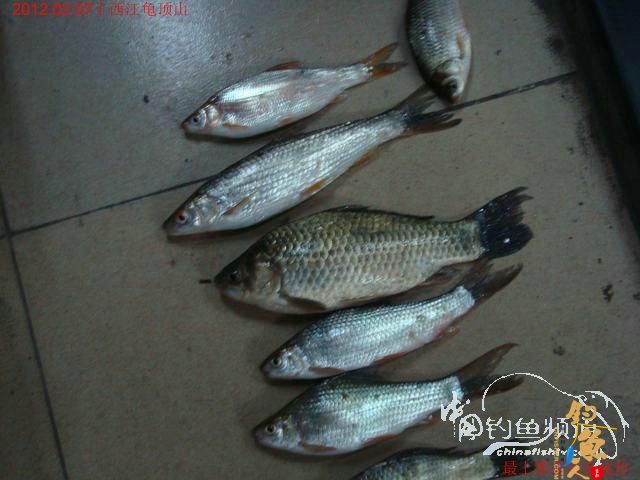 终于收获一尾大板鲫，还算不虚此行了 图