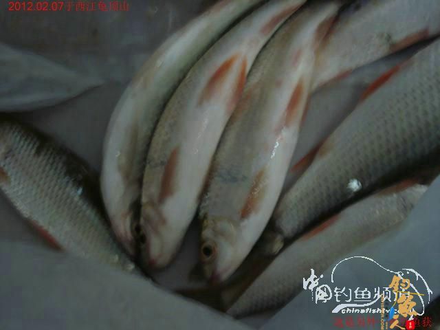 终于收获一尾大板鲫，还算不虚此行了 图