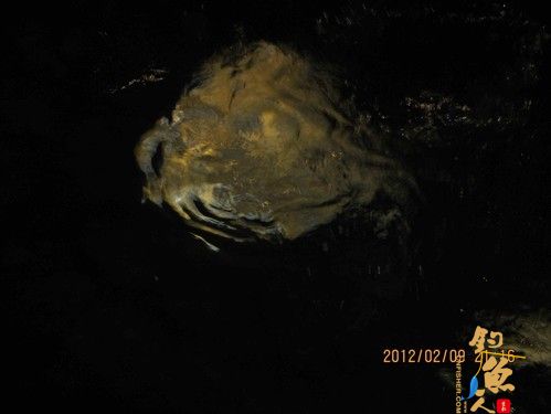 2012年最大的一条鱼 海钓 图