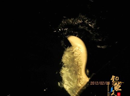 2012年最大的一条鱼 海钓 图