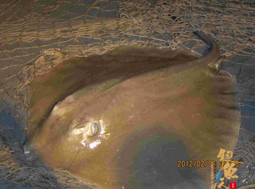 2012年最大的一条鱼 海钓 图