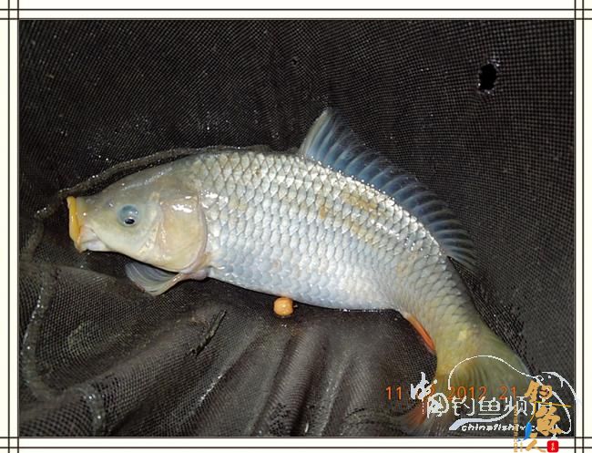 寒夜中的坚守，终于擒获大鲤 图