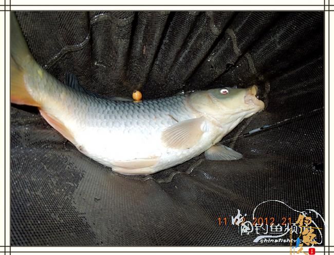 寒夜中的坚守，终于擒获大鲤 图