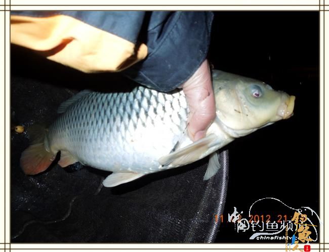 寒夜中的坚守，终于擒获大鲤 图