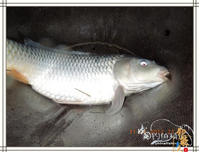 寒夜中的坚守，终于擒获大鲤 图