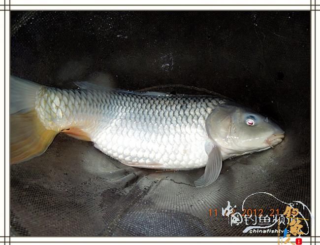 寒夜中的坚守，终于擒获大鲤 图