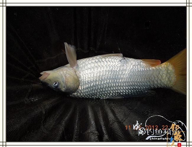 寒夜中的坚守，终于擒获大鲤 图