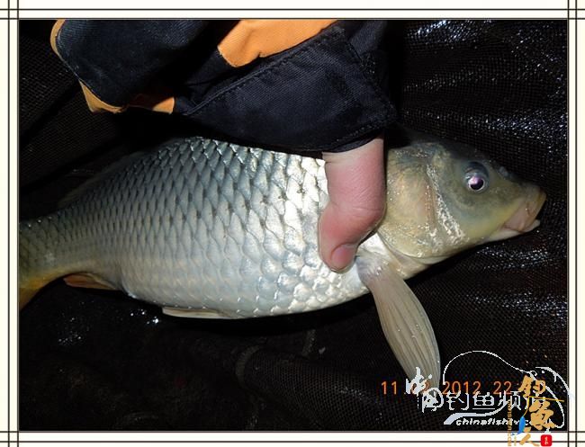 寒夜中的坚守，终于擒获大鲤 图