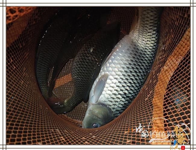 寒夜中的坚守，终于擒获大鲤 图