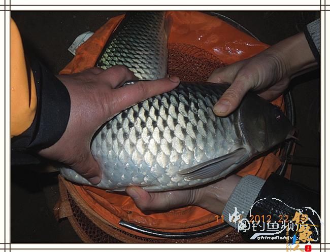 寒夜中的坚守，终于擒获大鲤 图