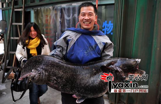 乌鲁木齐一男子在红雁池水库钓起20多公斤重鲶鱼 图