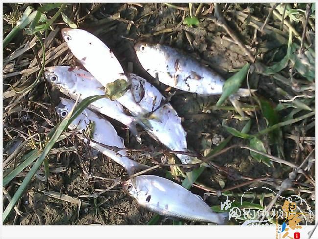 宁德钓记④——情何以堪！图