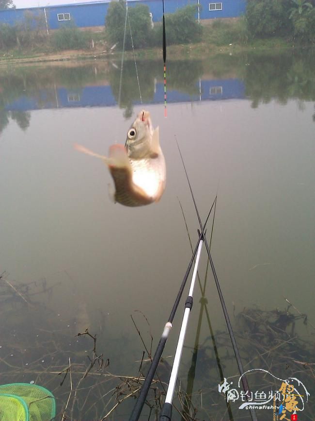 宁德钓记④——情何以堪!图