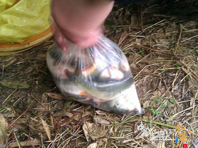 宁德钓记④——情何以堪！图