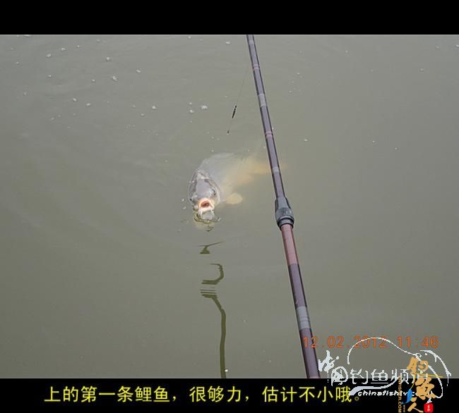 今天嘉和城收获两条大鲤 图