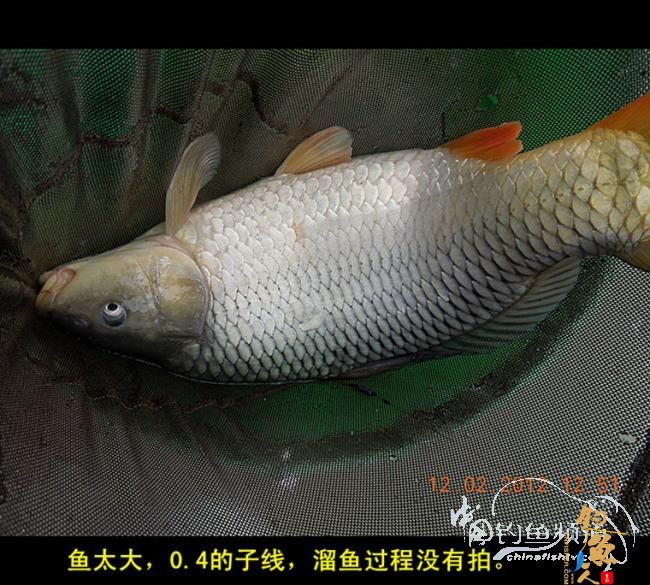 今天嘉和城收获两条大鲤 图