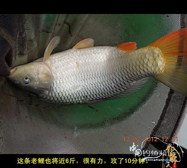 今天嘉和城收获两条大鲤 图