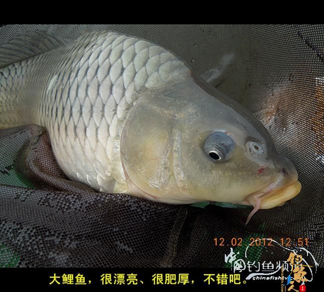 今天嘉和城收获两条大鲤 图