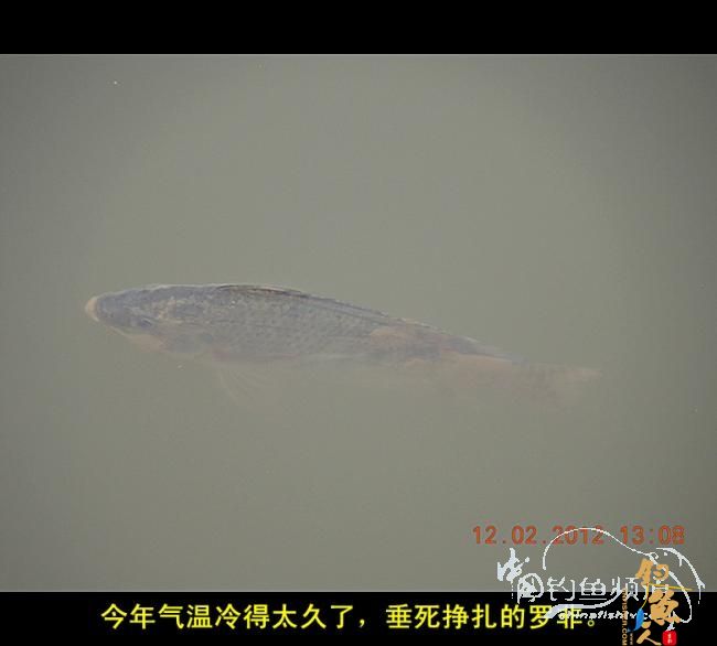 今天嘉和城收获两条大鲤 图