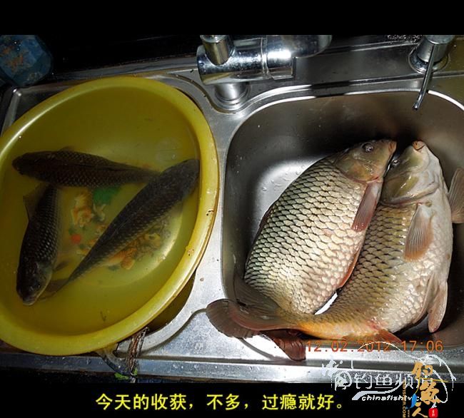 今天嘉和城收获两条大鲤 图