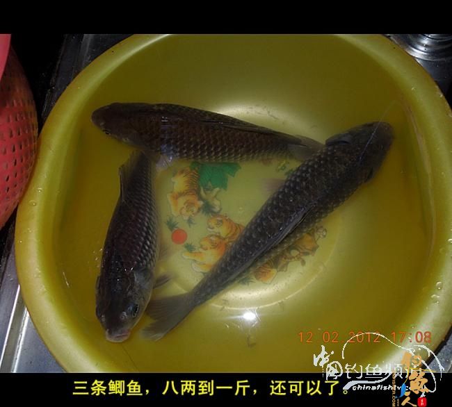 今天嘉和城收获两条大鲤 图
