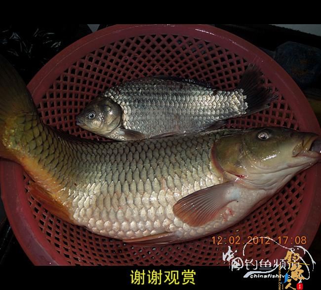 今天嘉和城收获两条大鲤 图