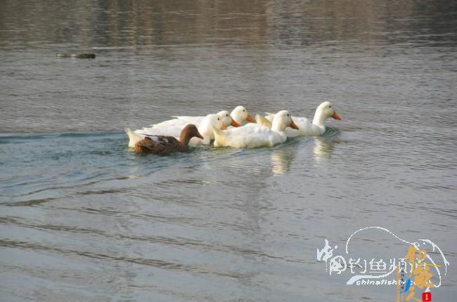 家 附近的小水塘
